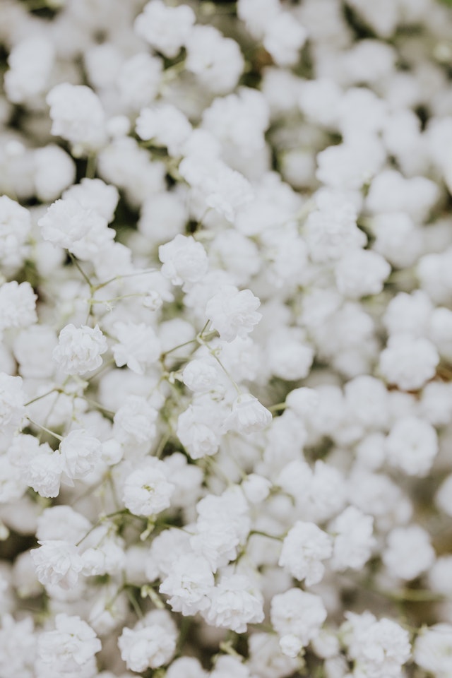 white flowers background